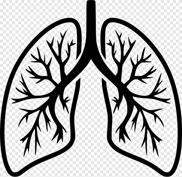 Легкие схематично