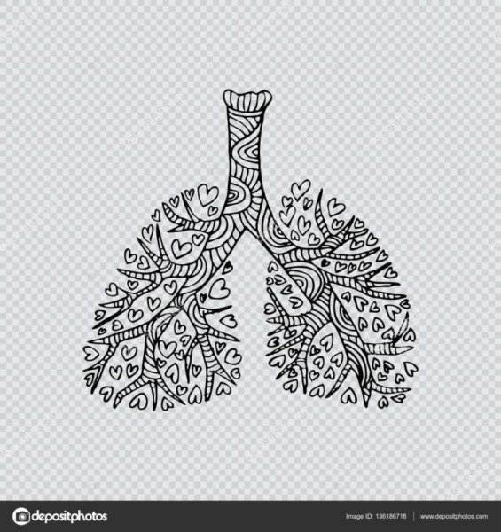 Рисунок легких