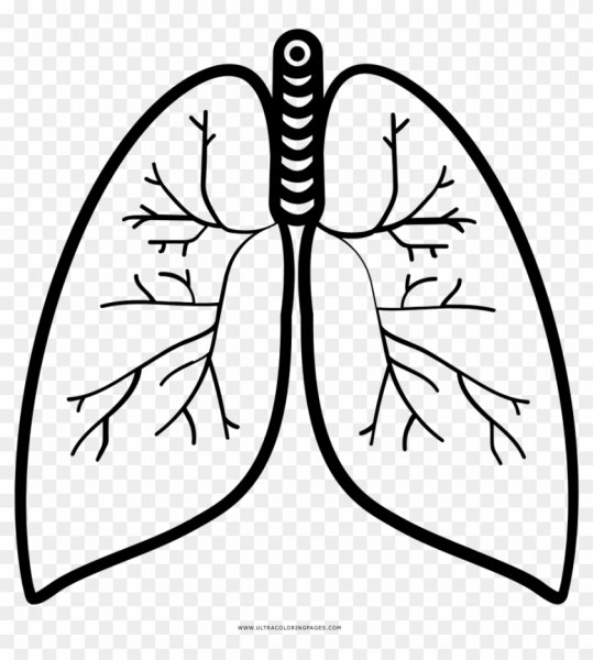 Раскраска лёгкие человека