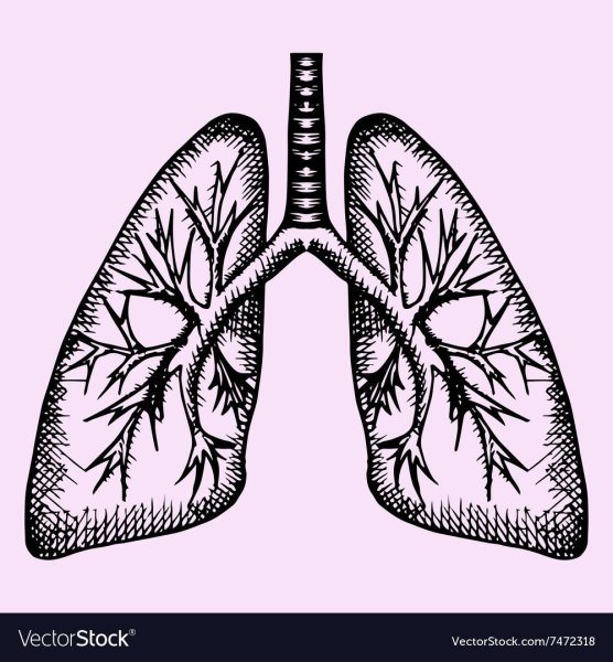 Лёгкие человека рисунки