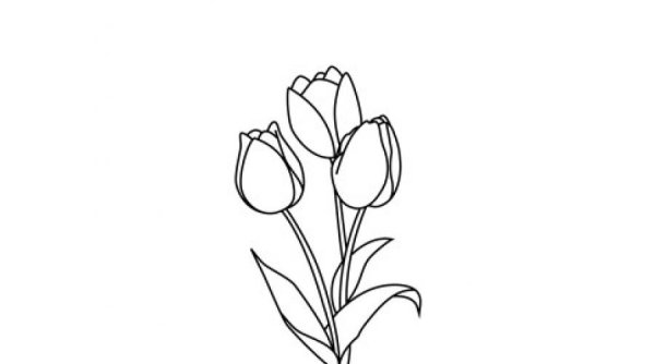 Тюльпан рисунок карандашом