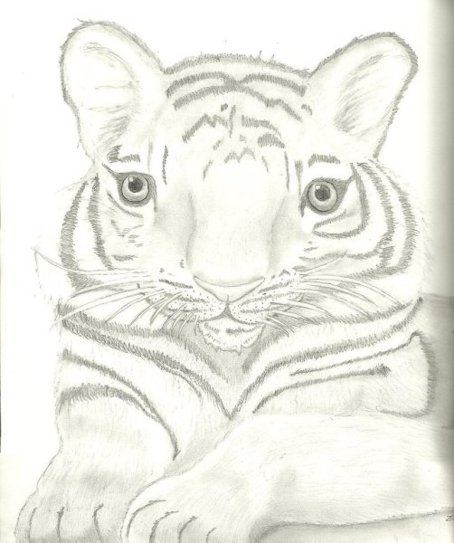 Тигр рисунок