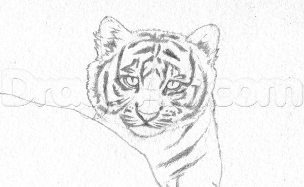 Рисунки карандашом тигра лёгкие