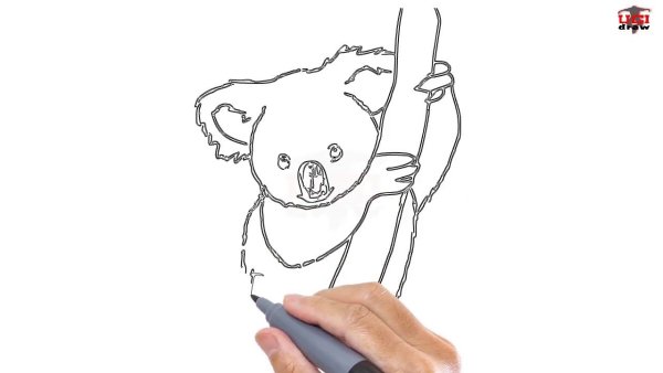 Коала рисунок карандашом для детей лёгкие