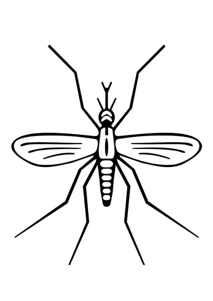 Комар черно белый