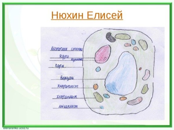 Модель растительной клетки 6 класс биология