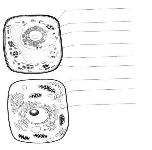 Строение животной клетки 5 класс биология рисунок
