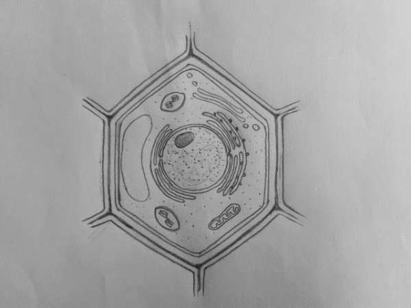 Зарисовка растительной клетки
