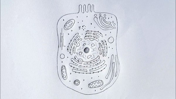 Животная клетка карандашом