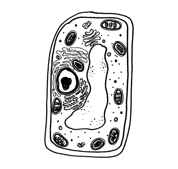 Модель клетки рисунок