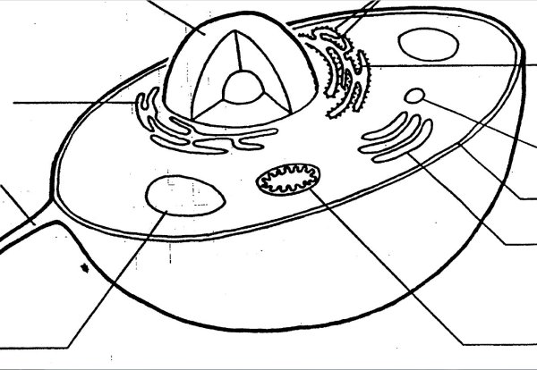 Клетка под электронным микроскопом биология