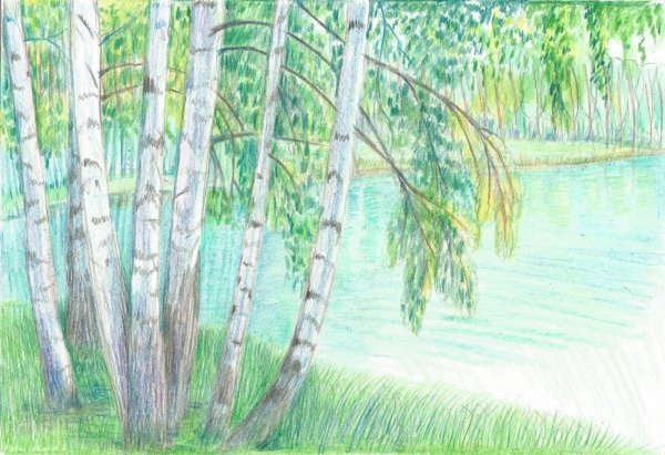 Береза цветными карандашами