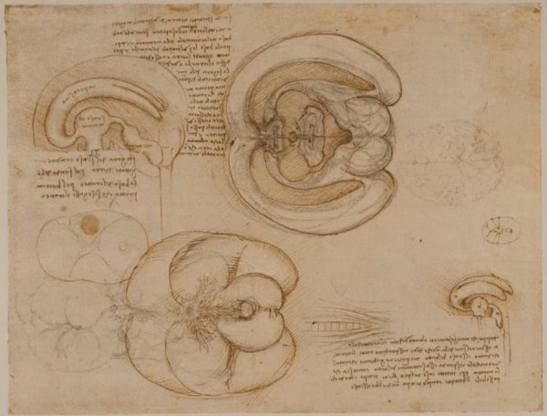 Анатомические рисунки Леонардо да Винчи глаз