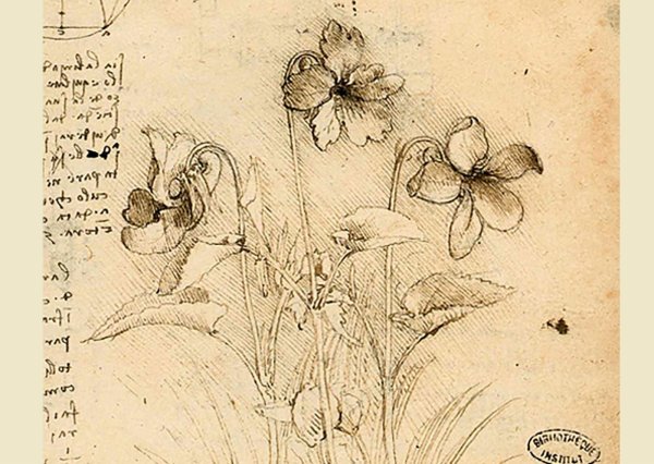 Леонардо да Винчи зарисовки растений