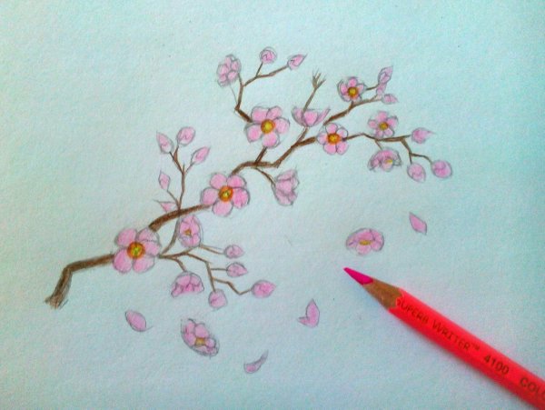 Рисование с детьми ветка Сакуры
