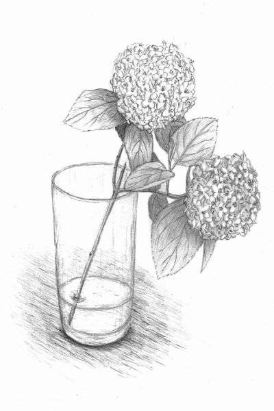 Выполнить натюрморт в графике