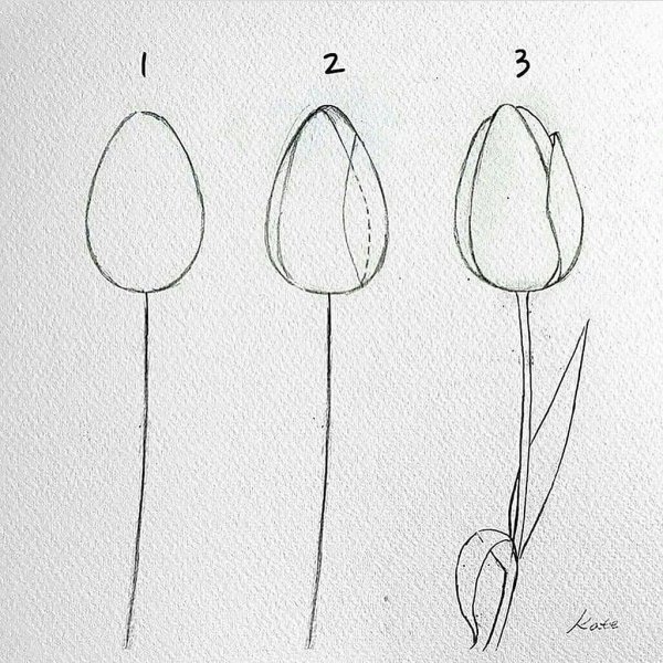Тюльпаны карандашом