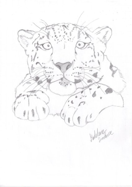 Нарисовать снежного Барса