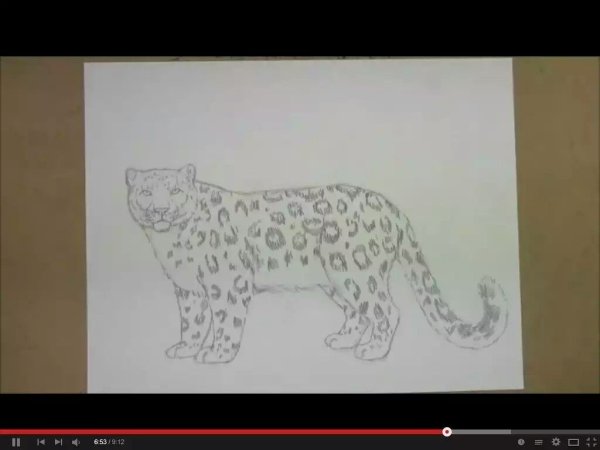 Поэтапное рисование снежного Барса