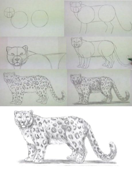 Леопард пошаговое рисование для детей