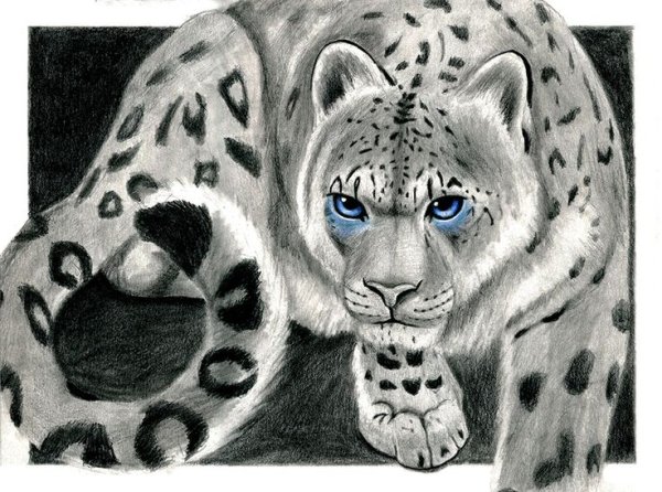 Снежный Барс карандашом