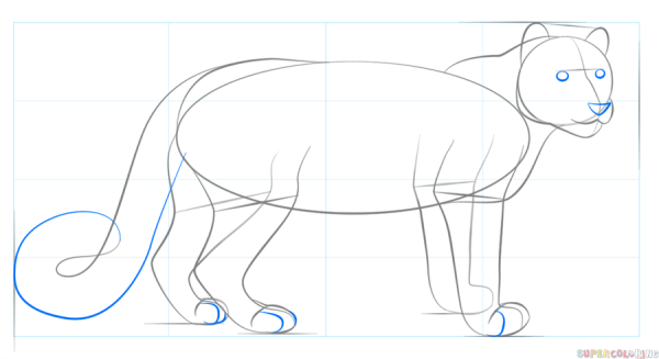 Поэтапное рисование снежного Барса