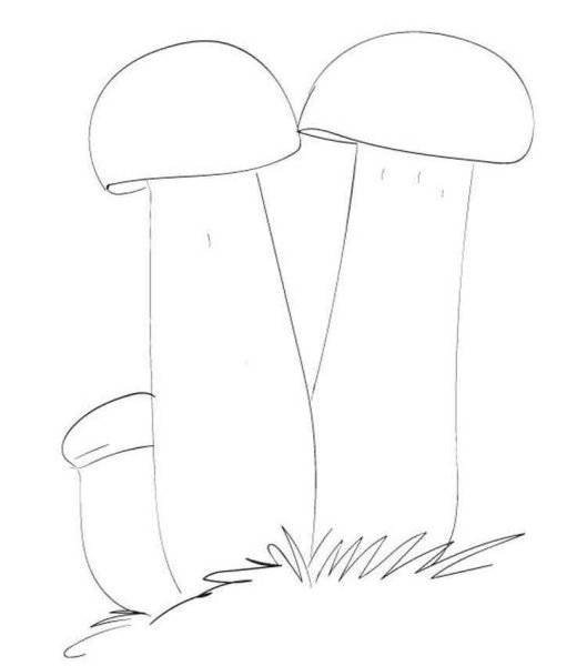 Подосиновик белый раскраска