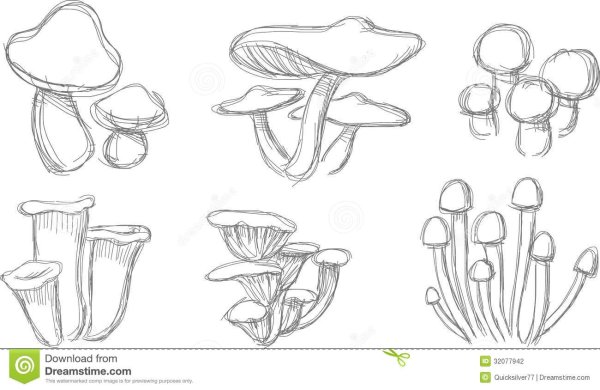 Грибы скетч легкое