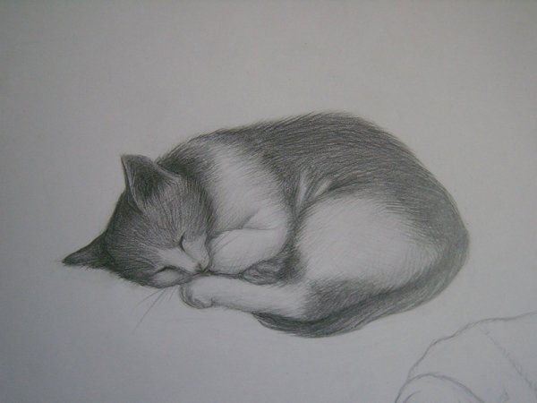 Котик рисунок карандашом