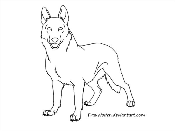 Овчарка рисунок