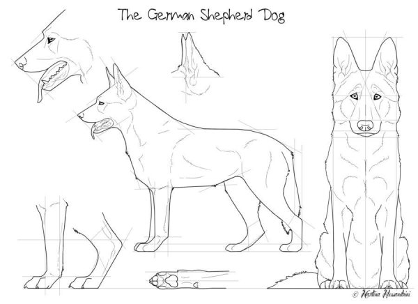 Немецкая овчарка референс