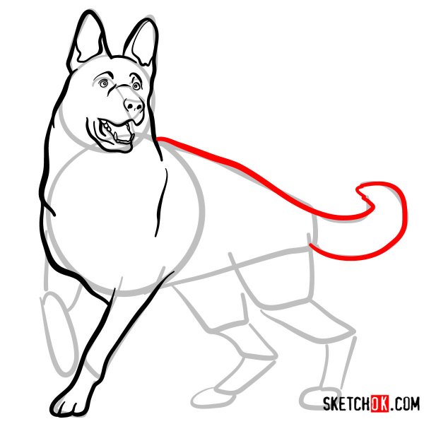 Овчарка карандашом для начинающих