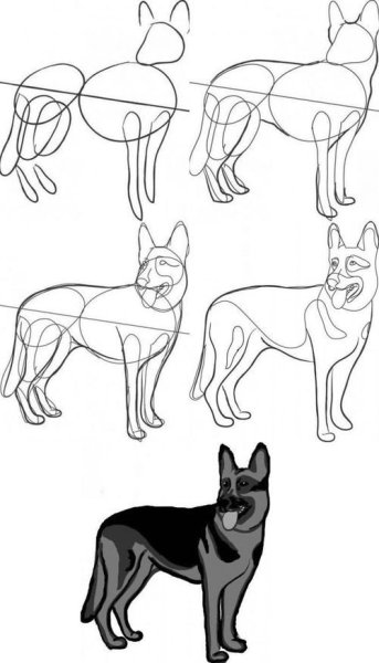 Поэтапное рисование немецкой овчарки