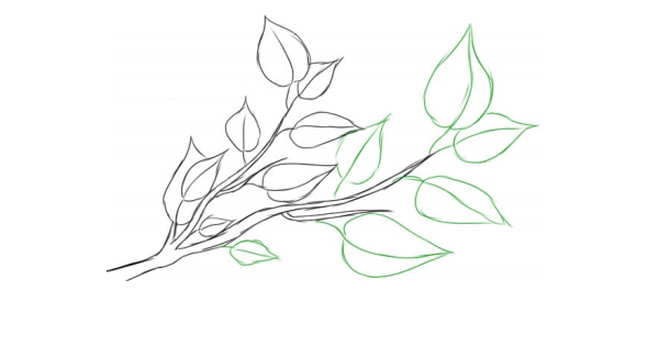 Ветка для срисовки