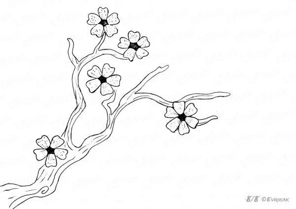 Сакура рисунок карандашом