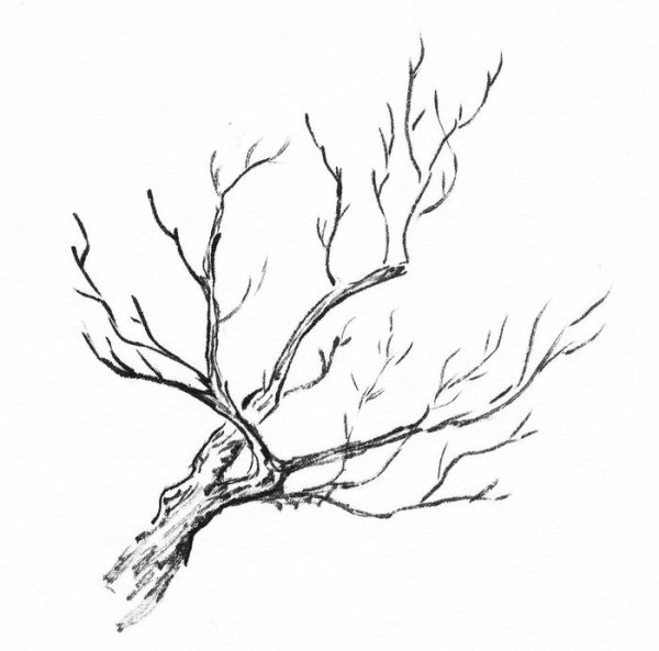 Ветка дерева карандашом