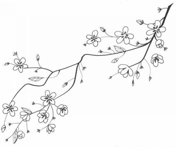 Сакура рисунок карандашом