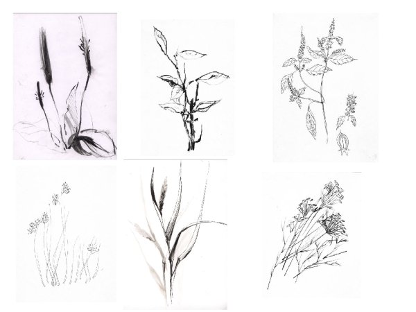 Зарисовки растений