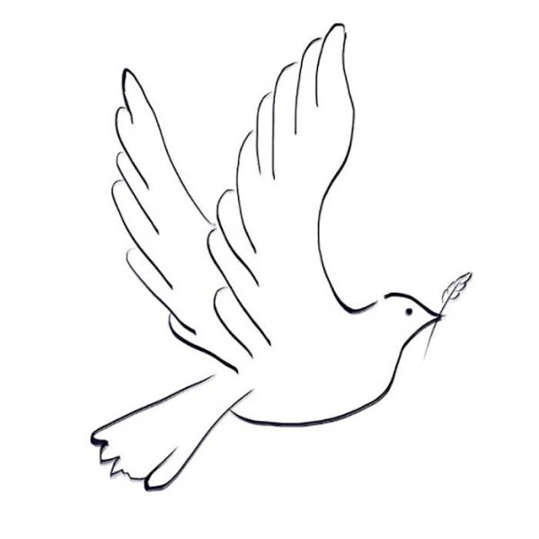 Голубь рисунок карандашом