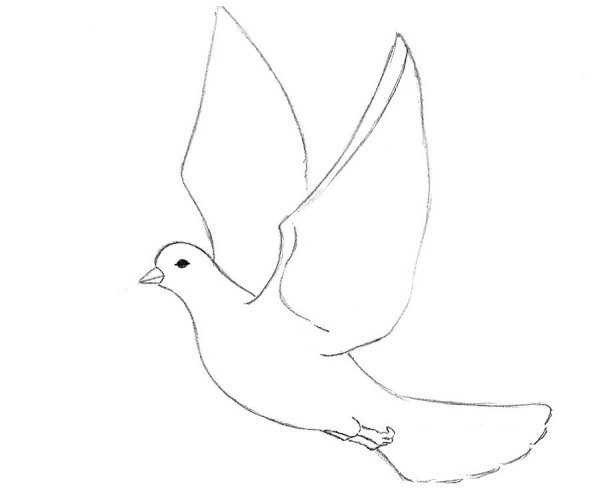 Голубь рисунок карандашом