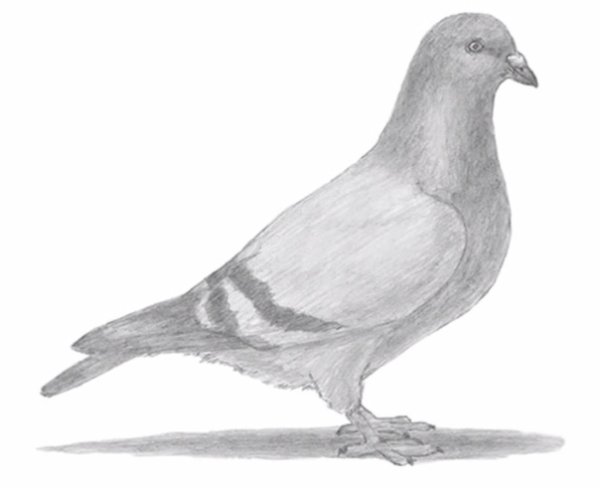 Голубь рисунок карандашом