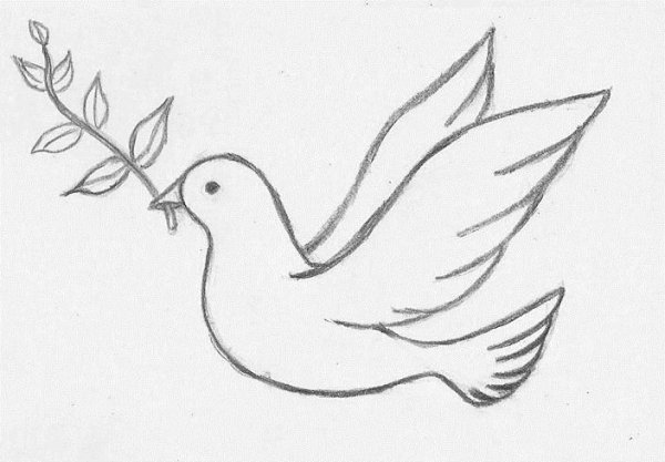 Голуби для срисовывания