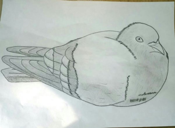 Голубь рисунок карандашом