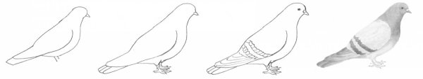 Поэтапное рисование голубя