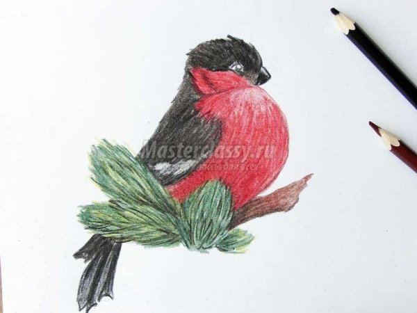 Снегирь на ветке рисунок карандашом