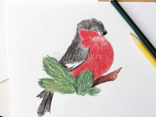 Снегирей рисунки для срисовывания