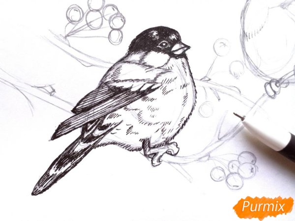 Снегирь рисунок карандашом