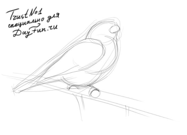 Рисование птицы Снегирь 2 класс поэтапное рисование