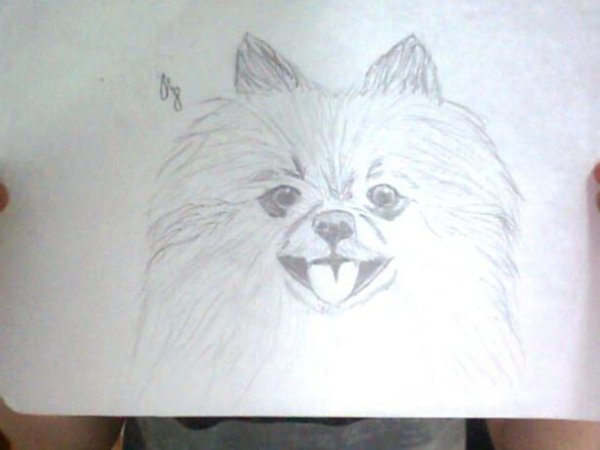 Рисуем шпица карандашом поэтапно