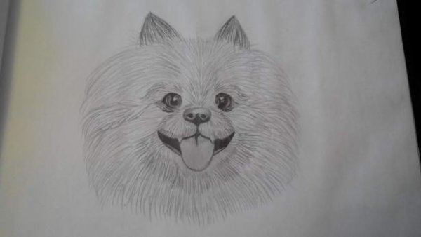 Шпиц карандашом для срисовки легко